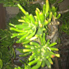 Jade plant