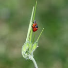 Convergent Lady Beetles
