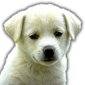 Guess the Dog Breed Quiz icon