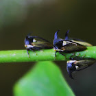 Tri-horned Treehopper