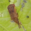 Basswood Leaf Miner Beetle