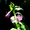 Toothed Willowherb
