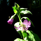 Toothed Willowherb