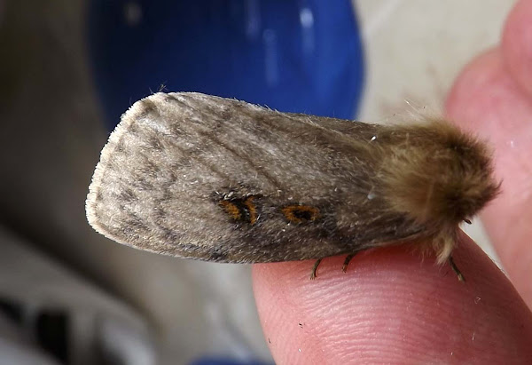 does cedar keep moths away