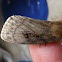 White Cedar Moth