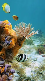 海洋魚類動態壁紙(圖4)-速報App