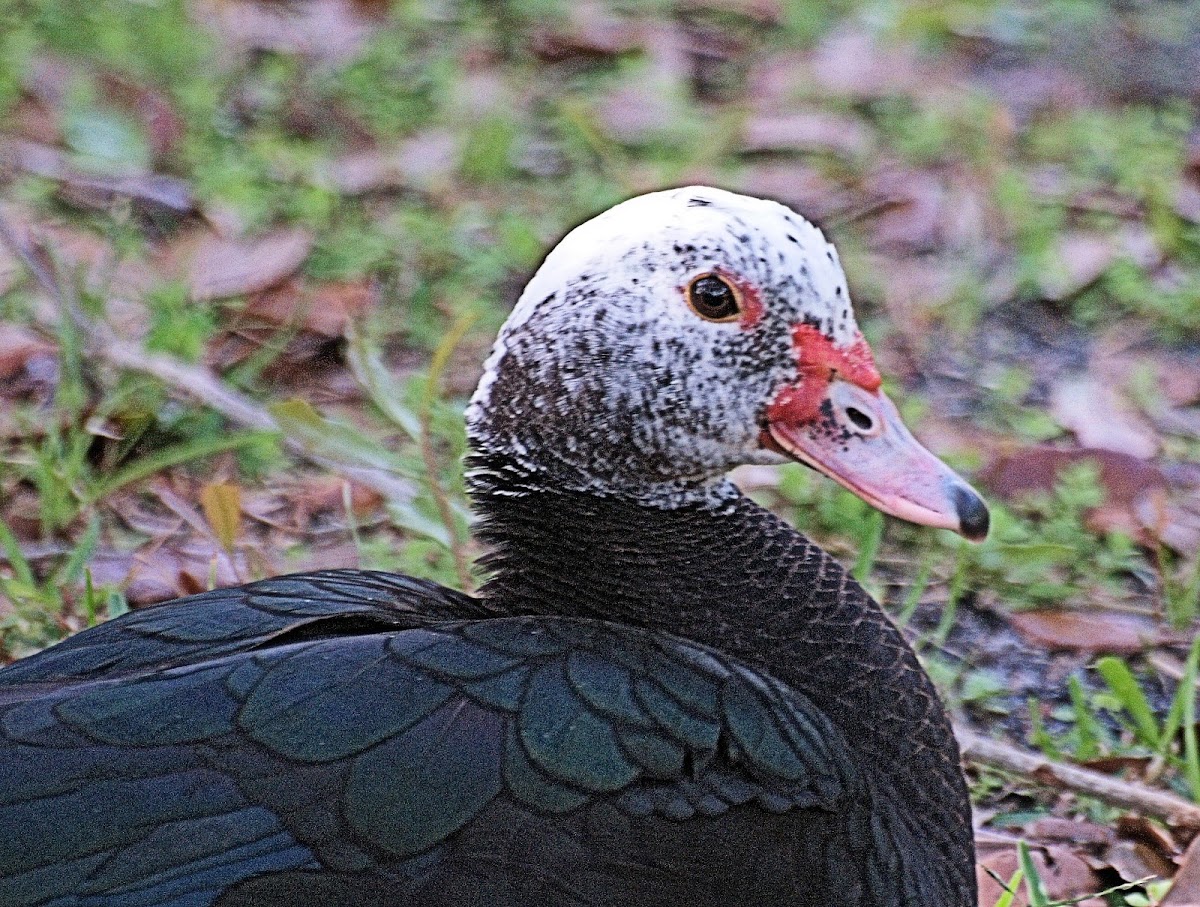 Muscovi duck females