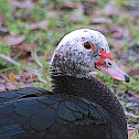 Muscovi duck females