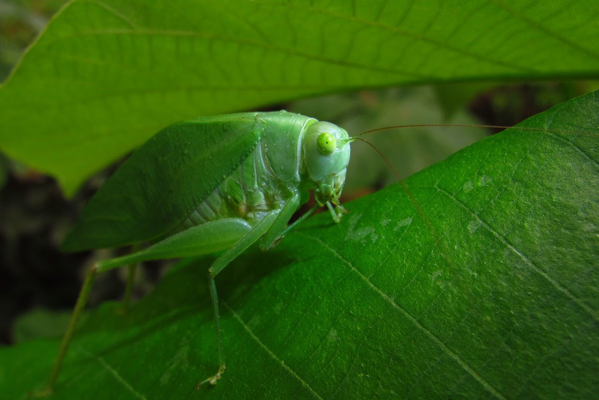 Leaf Grasshopper