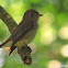 Asian Brown Flycatcher