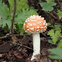 Fly Agaric