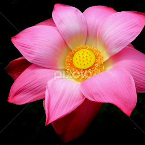 by Scuba Kars - Flowers Single Flower