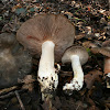 Bleach Entoloma