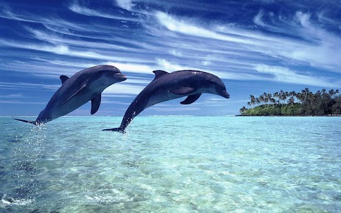 download Dolphin Wallpaper free