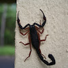 Belize scorpion