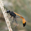 Thread-waisted wasp