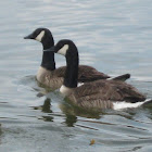 Canada Geese part 3