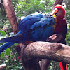 Blue-and-Yellow-Macaw/Arara Canindé;  Red-and-Green Macaw/Arara Vermelha