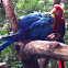Blue-and-Yellow-Macaw/Arara Canindé;  Red-and-Green Macaw/Arara Vermelha