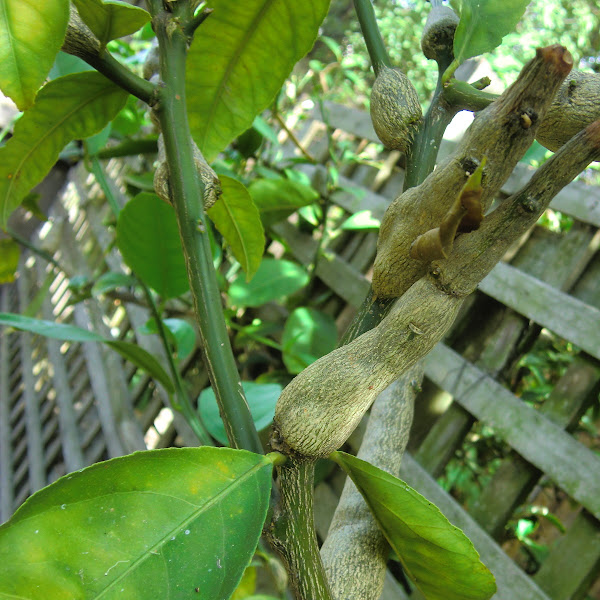 Citrus gall wasp Project Noah
