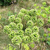 Common Cow Parsnip