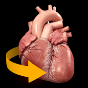 Heart 3D Anatomy