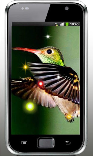 Lovely Colibri live wallpaper