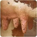 Cow Milk Game icon