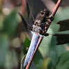 Common Whitetail or Long-tailed Skimmer