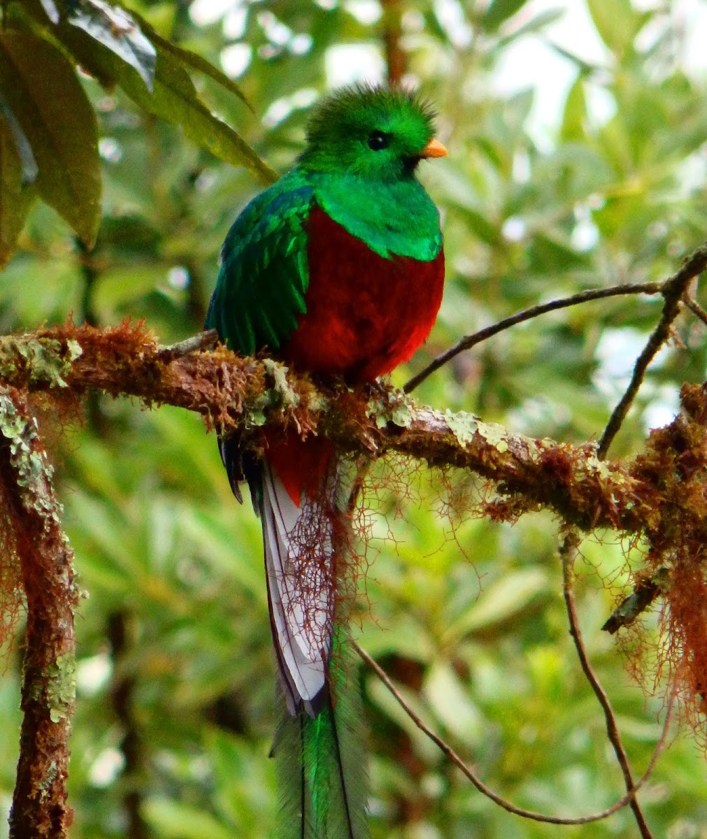 Resplendent quetzal male