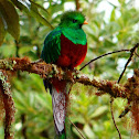 Resplendent quetzal male