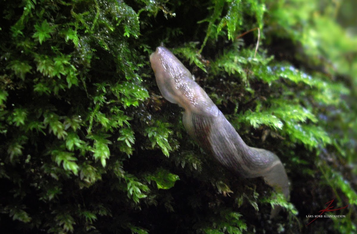 Forest Slug