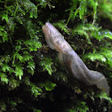 Forest Slug
