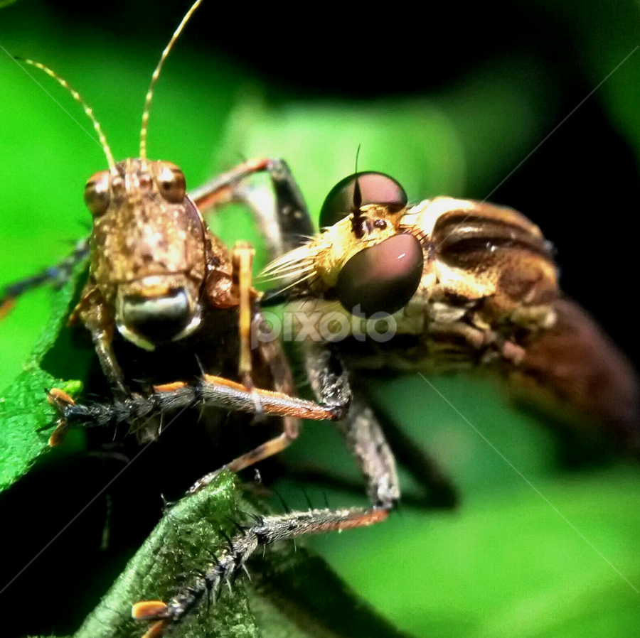 by Dianz Milano - Animals Insects & Spiders