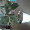 Rubber tree plant