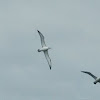 Shy Albatross or Shy Mollymawk