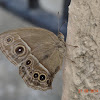 Darkbrand Bushbrown Butterfly