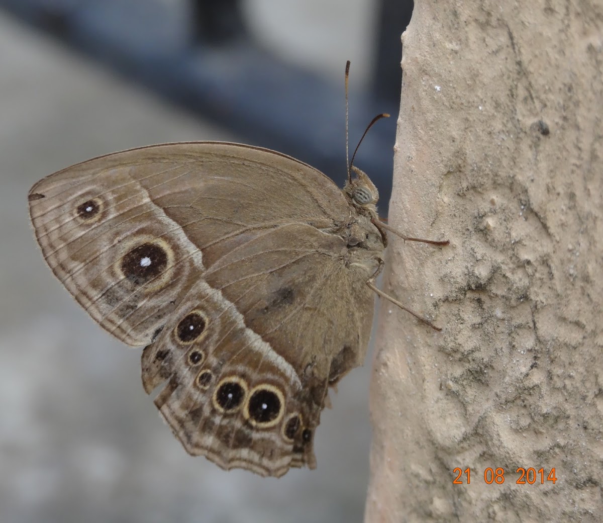 Darkbrand Bushbrown Butterfly