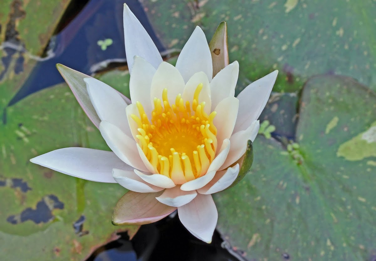 Fragrant Water Lilly