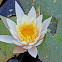 Fragrant Water Lilly