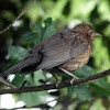Blackbird - fledgeling