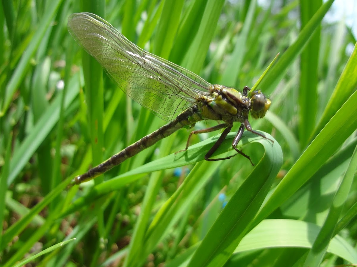 Darner Dragonfly