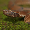 Hump nosed Pit Viper