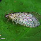 Brown lacewing