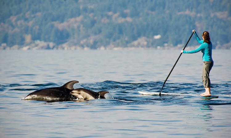 An experienced stand-up paddle boarder gets a surprise visit from an orca and her baby in Howe Sound, West Vancouver, British Columbia.
