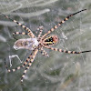 Banded garden spider