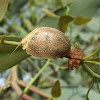Tortoise leaf beetle eggs