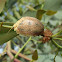 Tortoise leaf beetle eggs