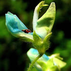 Silverleaf desmodium flower