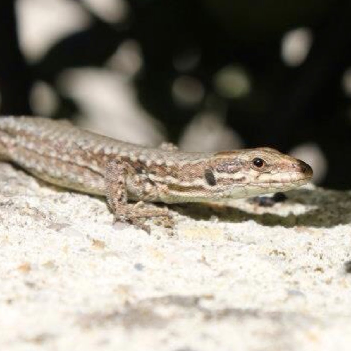 Common wall lizard - Lézard des murailles